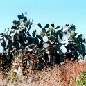 016 De cactussen groeien hier overal